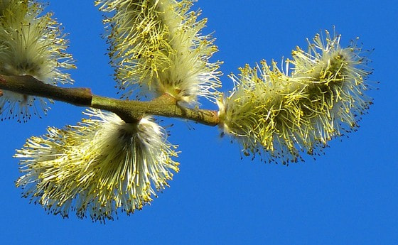  Karwoche und Ostern 2009