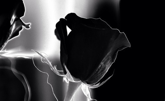 Rose, schwarz-weiß