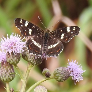 Heidewald Schieferegg - Umweltarbeit in der Diözese Linz