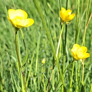 Blumenwiese