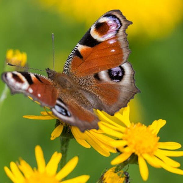 Schmetterlingsgruppe