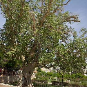 Der Baum des Zachäus in Jericho