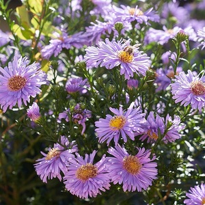 Herbstastern in Lila