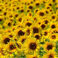 Sonnenblumen