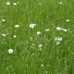 Bittmesse beim Napoleonhof