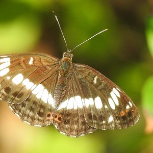 Heidewald Schieferegg - Umweltarbeit in der Diözese Linz