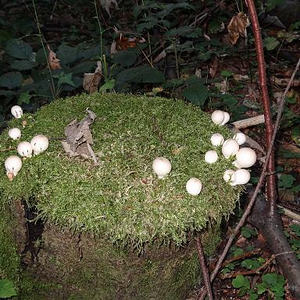 Naturerlebnisweg Pfarrwald Vöcklabruck