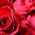 Rote Rosen. © chamomile/morguefile.com