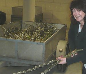 Vorbereitung - Palmbuschen