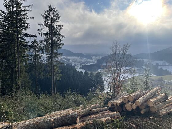Räumung Altbestand für Jungwuchs in Kaltenberg