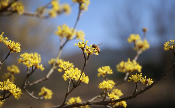 Blumen