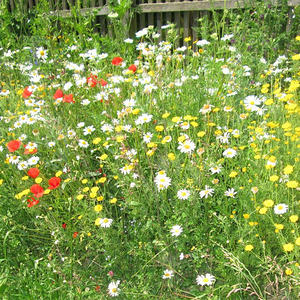 Sonnentor Kräuterdorf