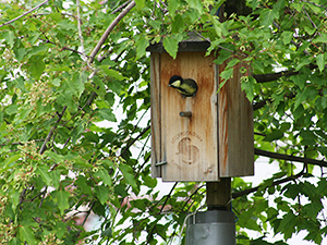 Nistkästen reparieren
