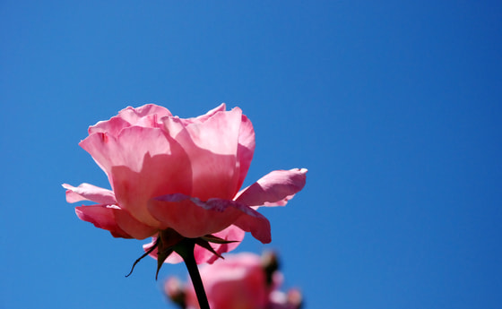 Rose vor blauem Himmel. © Penywise/morguefile.com