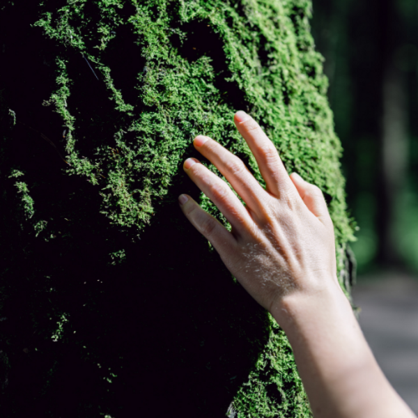 Heidewald Schieferegg - Umweltarbeit in der Diözese Linz