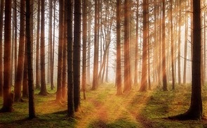 Waldpflegemaßnahmen beim Gymnasium Petrinum Linz für einen sicheren und klimafitten Wald