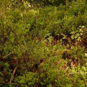 Meditative Pilgerwanderung