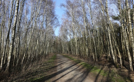 young birches / cc0 pixabay WilkoFinke young birches