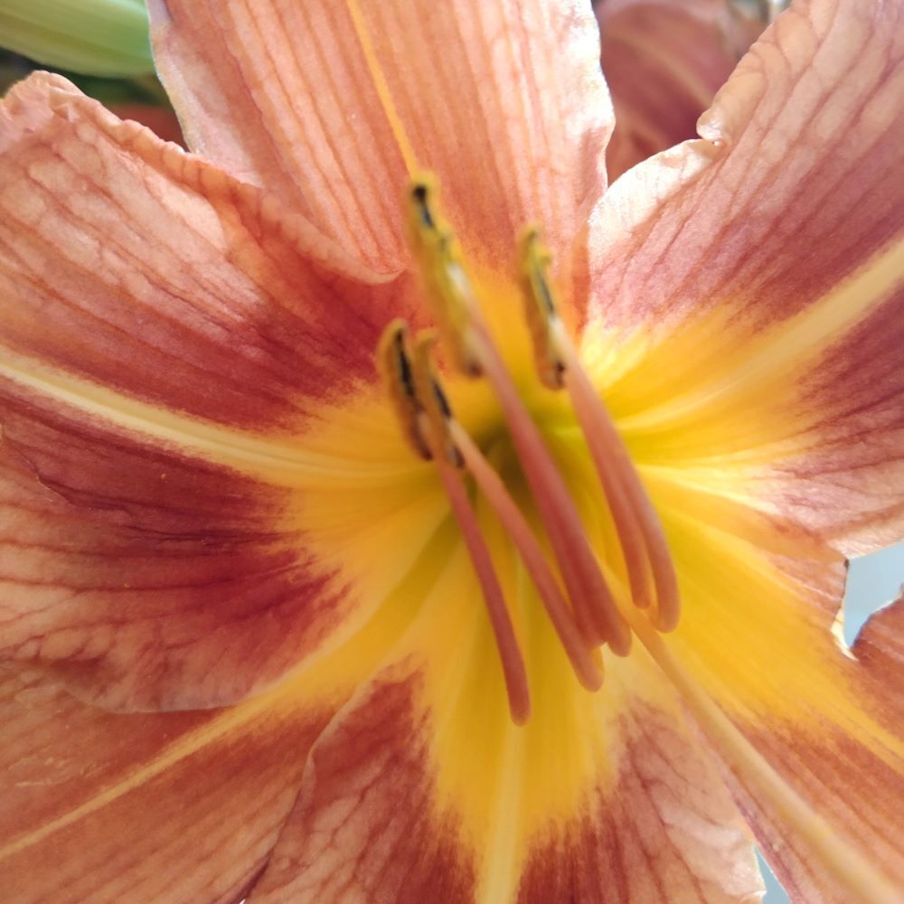 Blüte