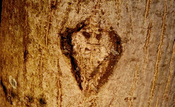 Herz im Baumstamm. © Michael Haderer                      