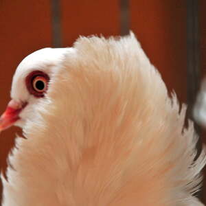 Fest des Hl. Franz von Assisi