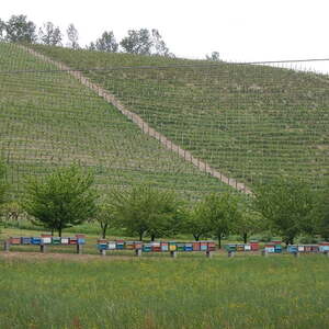 vom 29. April bis 5. Mai 2018