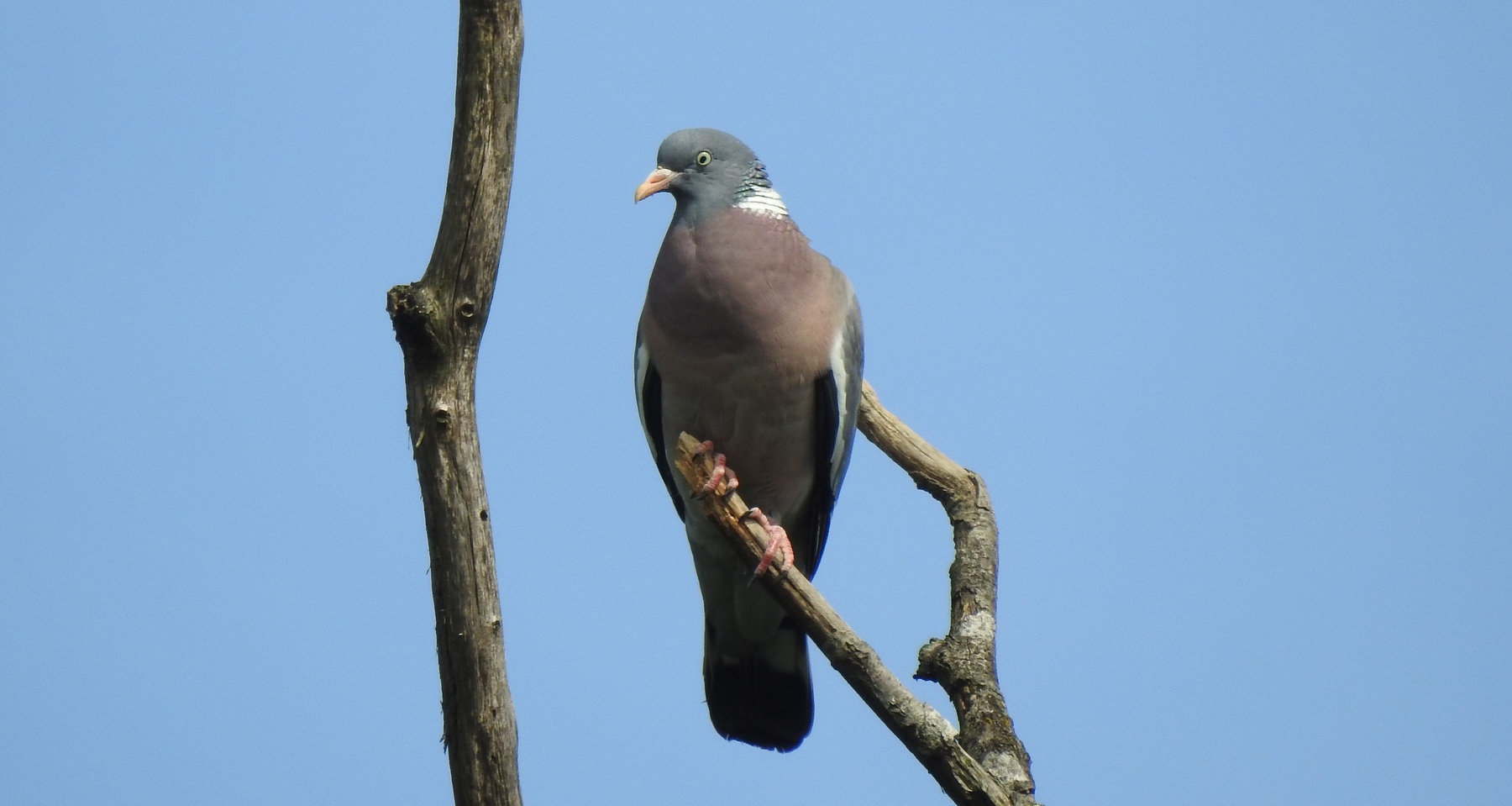 Ringeltaube / Florian Mayr