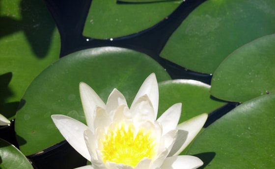 Wasserrose. © helicopterjeff/morguefile.com