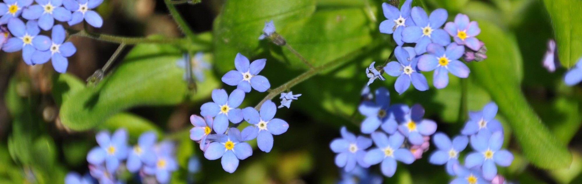 Vergissmeinnicht