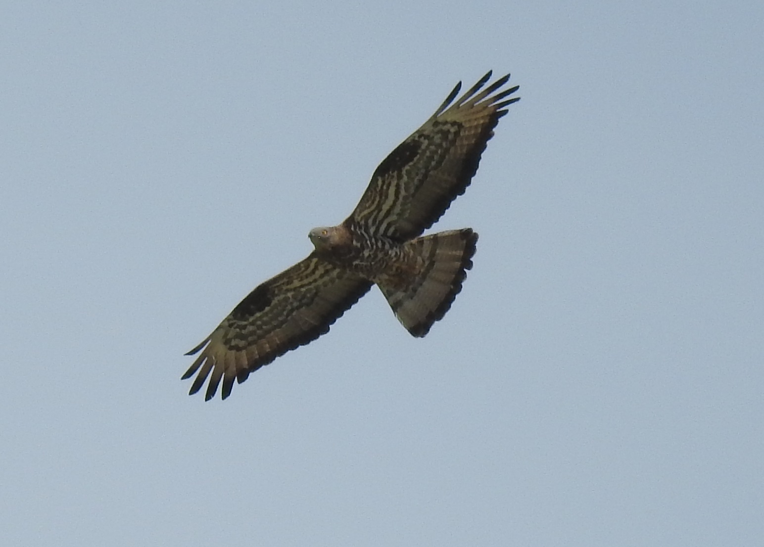 Wespenbussard / Florian Mayr