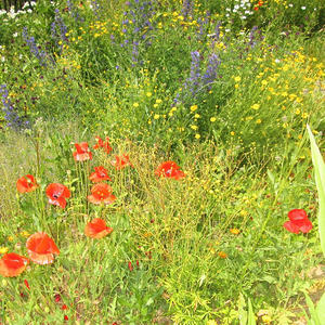 Sonnentor Kräuterdorf