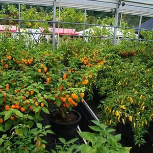 Wallfahrt des Ernstinger Kapellenvereins 