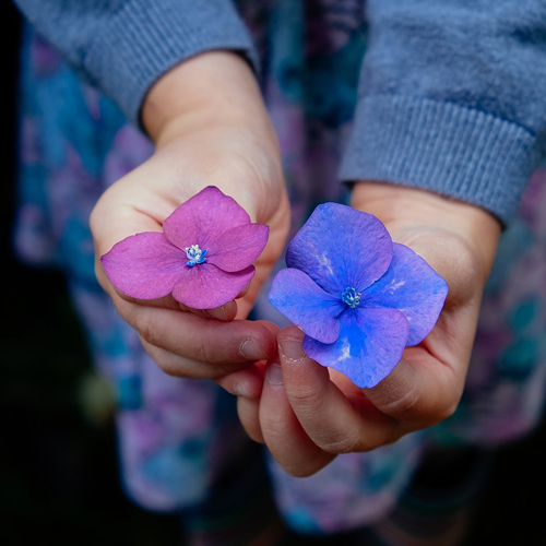 Kinderhände / @ anniespratt/unsplash.com Kinderhände mit Blumen