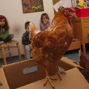 Hühner im Kindergarten