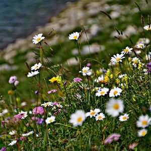 Vorarlbergreise der Kokuwawis