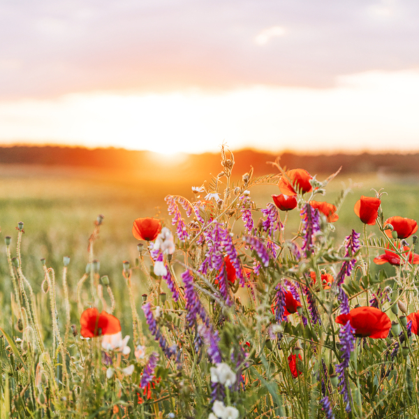 Sunset over a field of wild flowers in the summertime