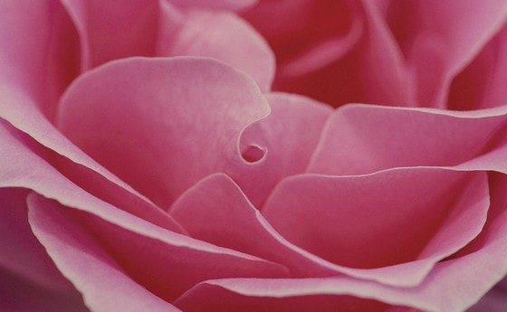 Lieben mit ganzem Herzen