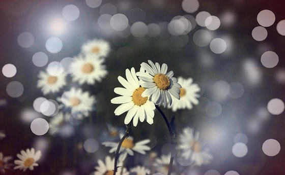 Einladung zur Paarsegnung