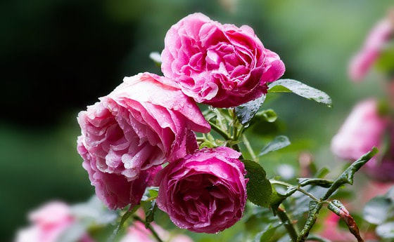 „Ich bin die Liebe“...