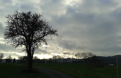 Baum in der Dämmerung