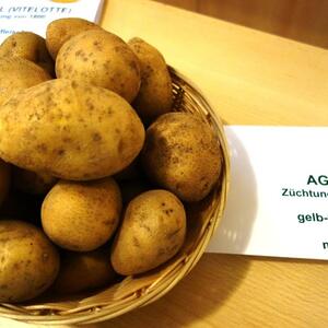 Erdäpfel – Knolle der Vielfalt