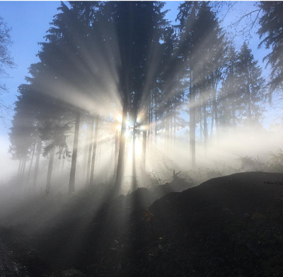 Sonnenstrahlen zwischen Bäumen