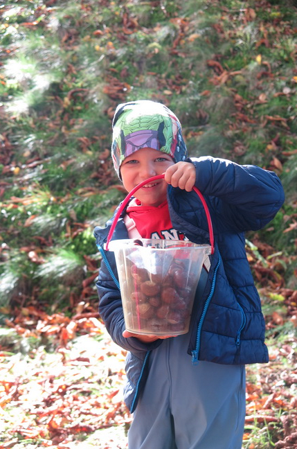 Kastanien sammeln