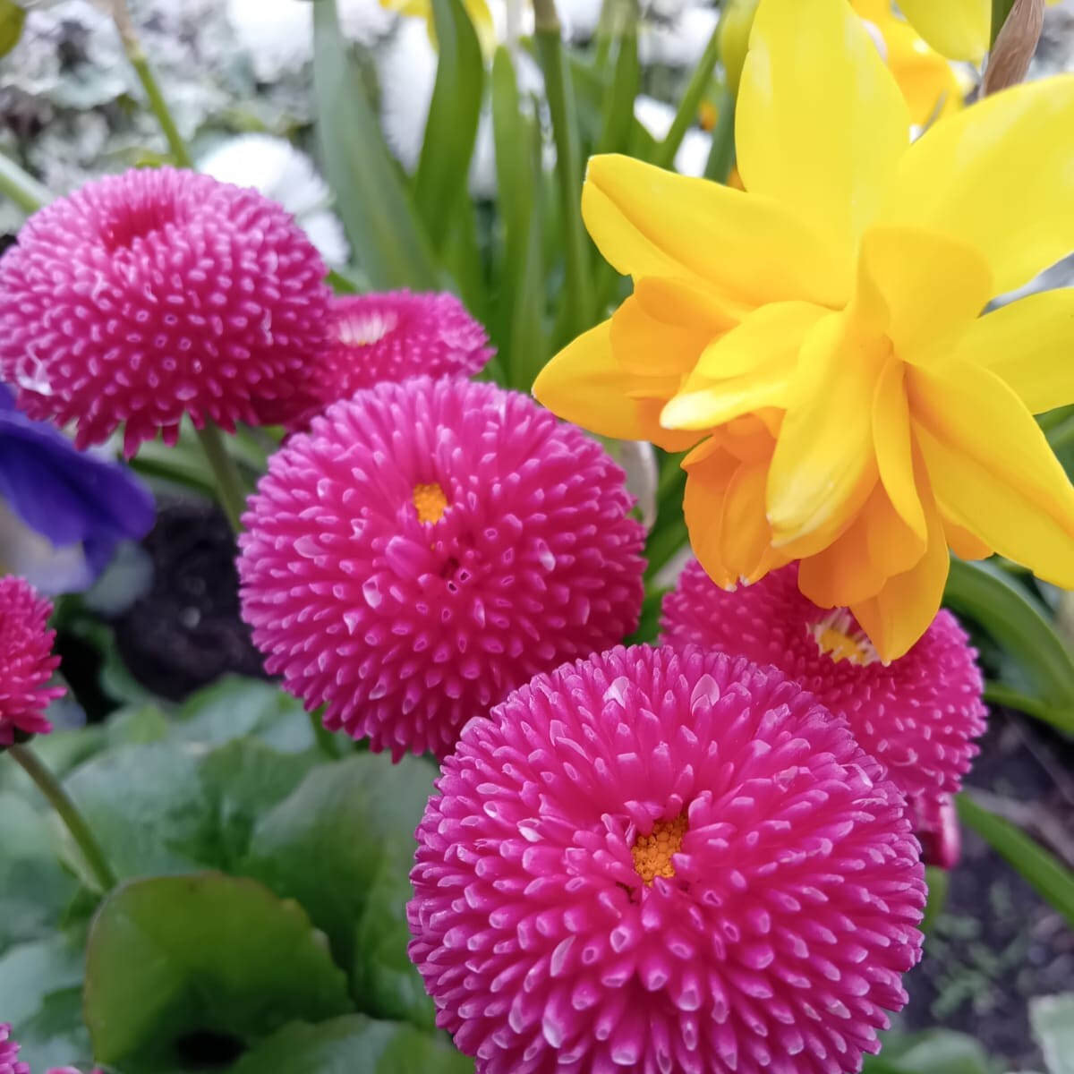 bunte Blumen