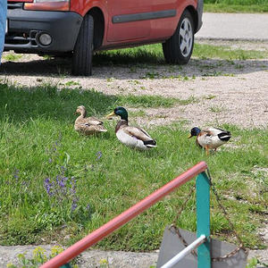 Firmprojekt Hochbeet