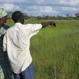 Reisanbau im Senegal, ADAF Yungar, lokale Partnerorganisation von HORIZONT3000