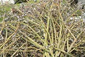 Vorbereitung - Palmbuschen