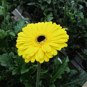 Pfarre Neumarkt im Mühlkreis