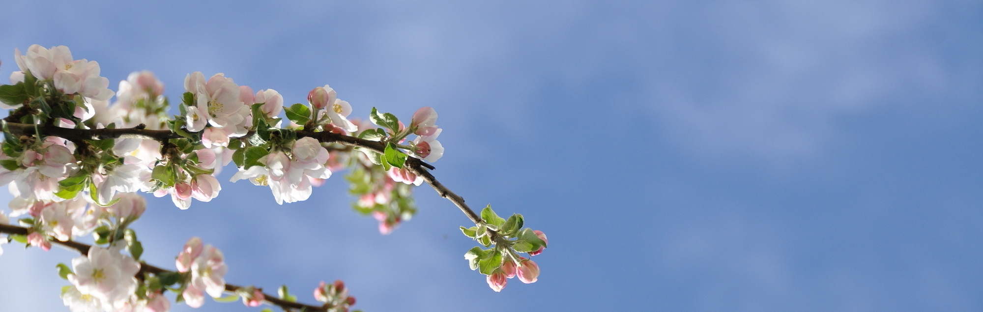 Apfelbaumblüte