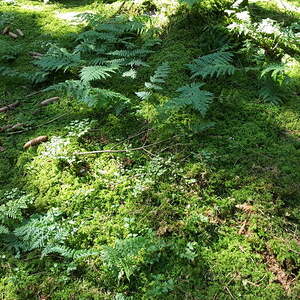 25 Pilgerinnen und Pilger aus dem Dekanat Eferding nahmen an der Wallfahrt teil